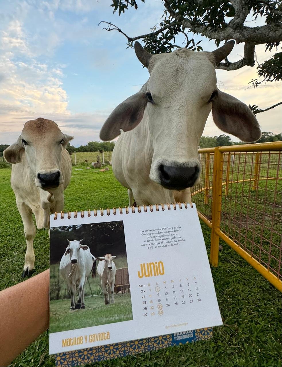 MATILDE Y GAVIOTA 1 CALENDARIO